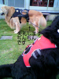 ǥ꤭ޤ뤯緿꡼󡡥ϡͥ