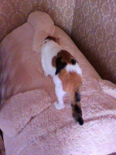 抗菌防臭ふんわりアニマルベッド　猫が乗る